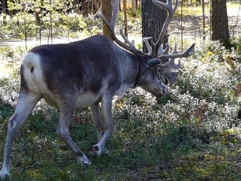 Pyhaen Kortepuolukka Pyhätunturi Esterno foto