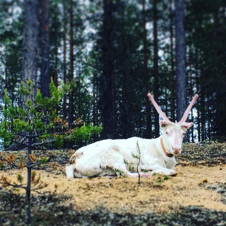 Pyhaen Kortepuolukka Pyhätunturi Esterno foto
